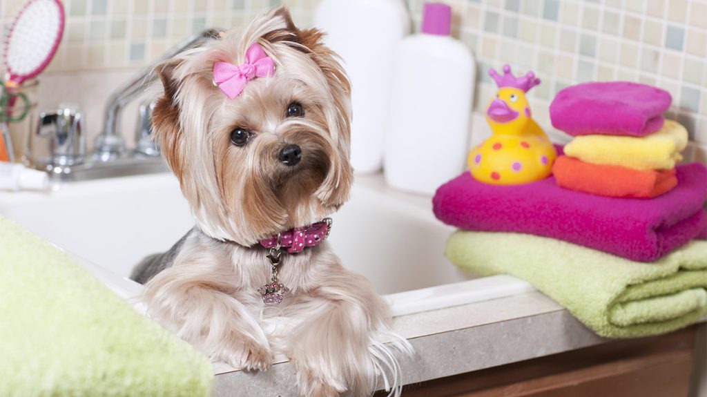 Give a shampoo wash for your yorkies